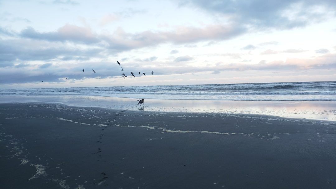 Dog chasing birds at ocean